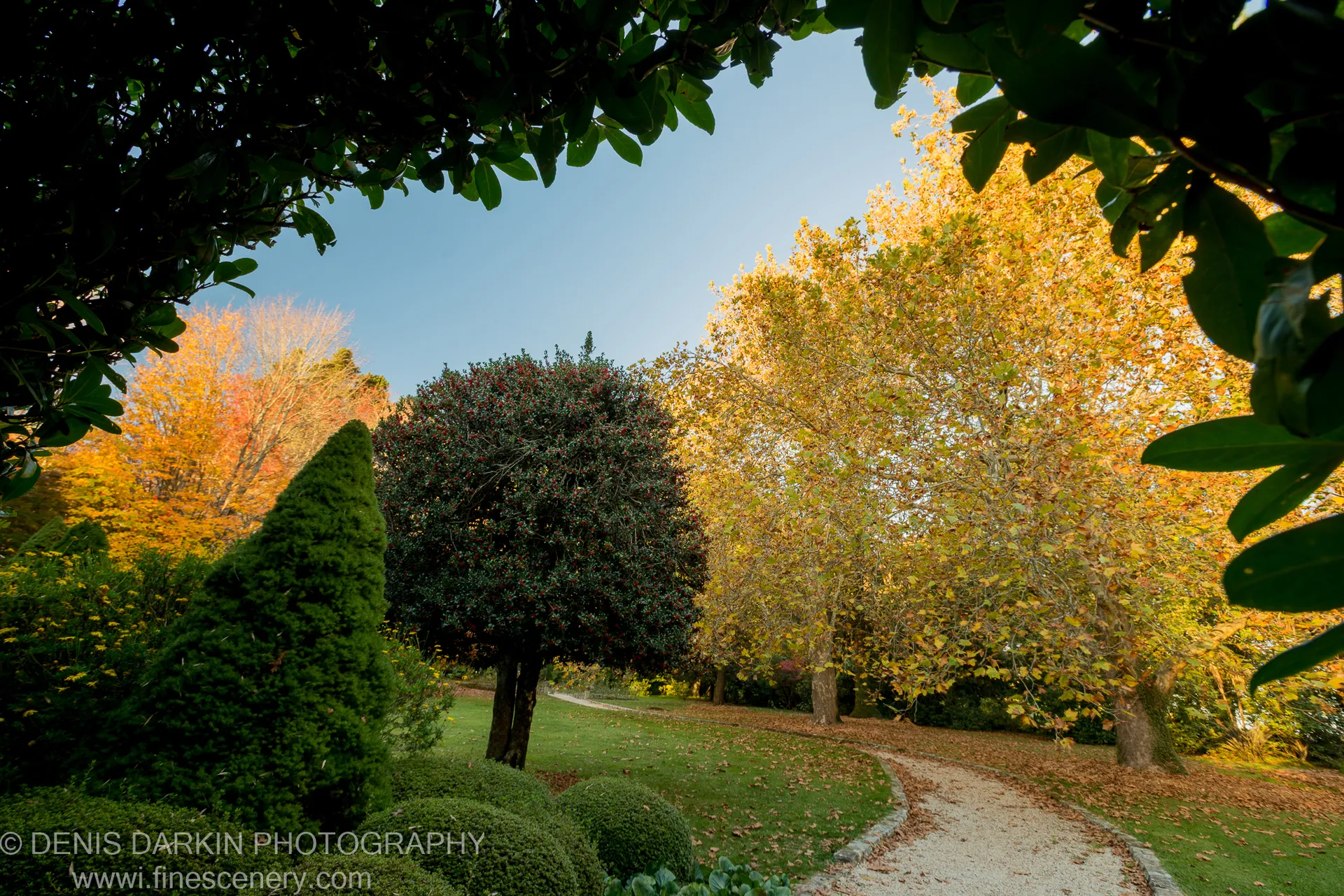 Dark foliage overhead contrasts with warm-lit deciduous trees along a winding gravel path in the formal garden at Mount Wilson.