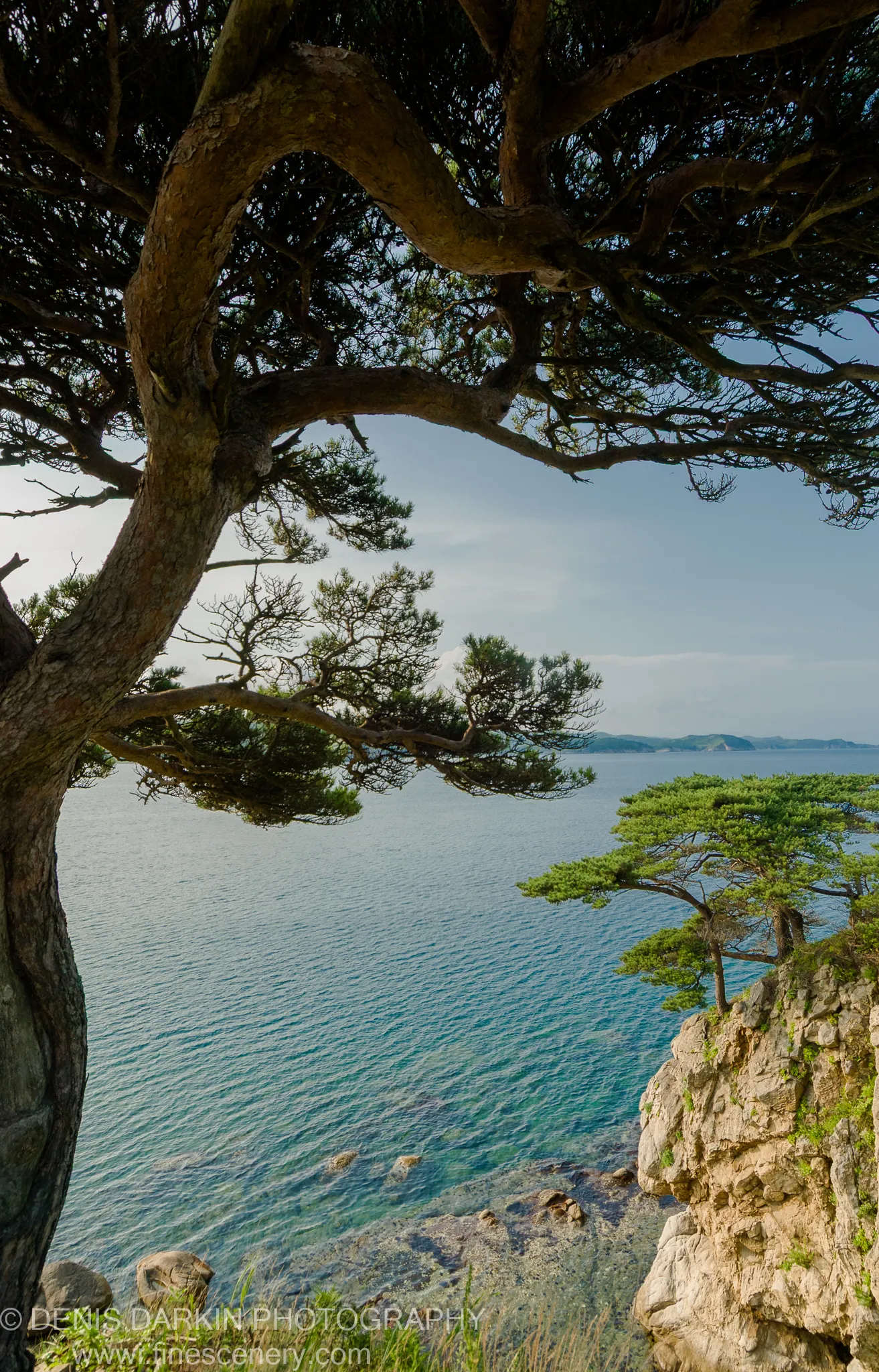 A gnarled pine tree leans over the calm turquoise shallows of Vityaz Bay, its rough bark contrasting with the still water below.