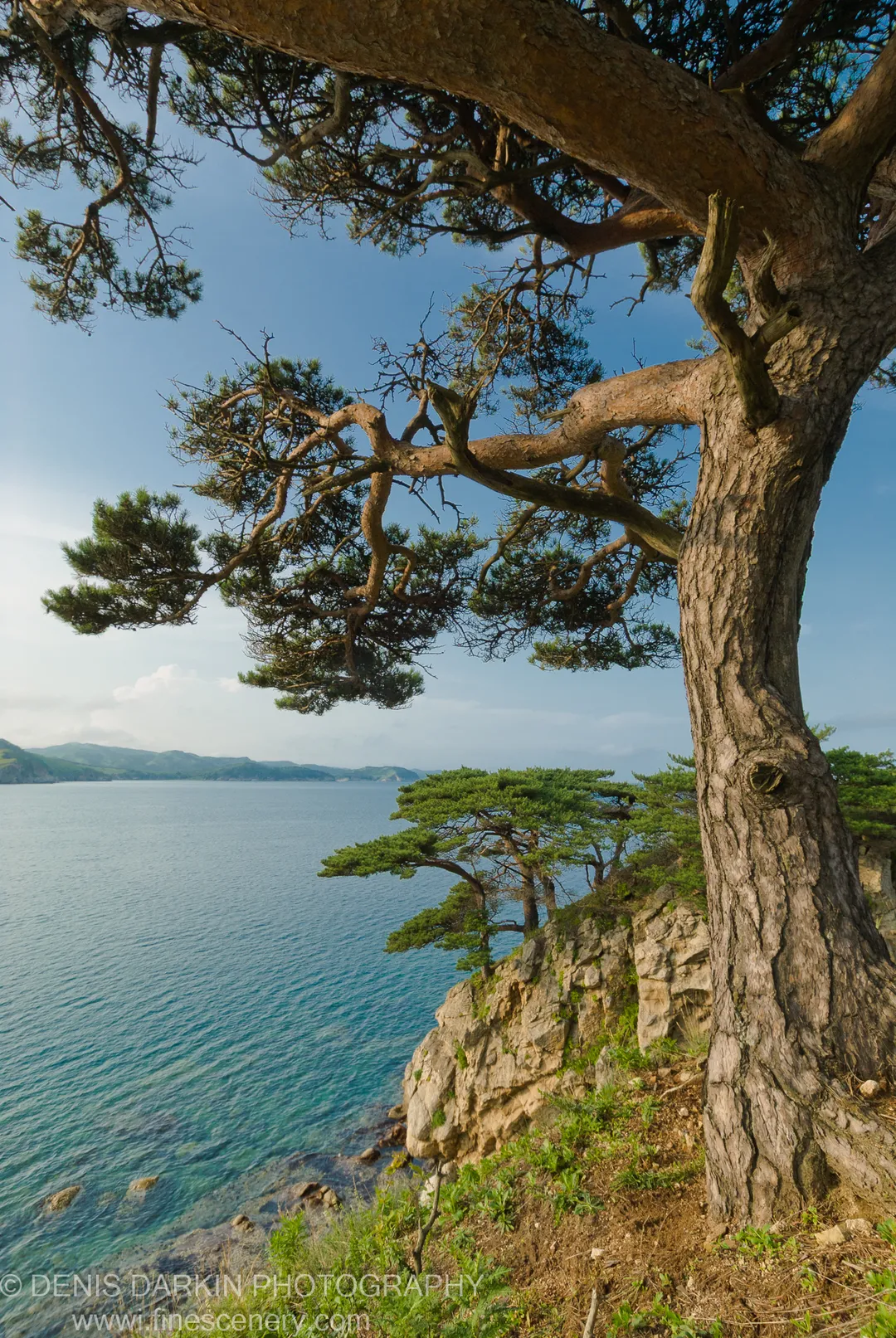 A large pine tree anchors the foreground at the edge of a limestone cliff overlooking the calm bay and distant Far East coastline.