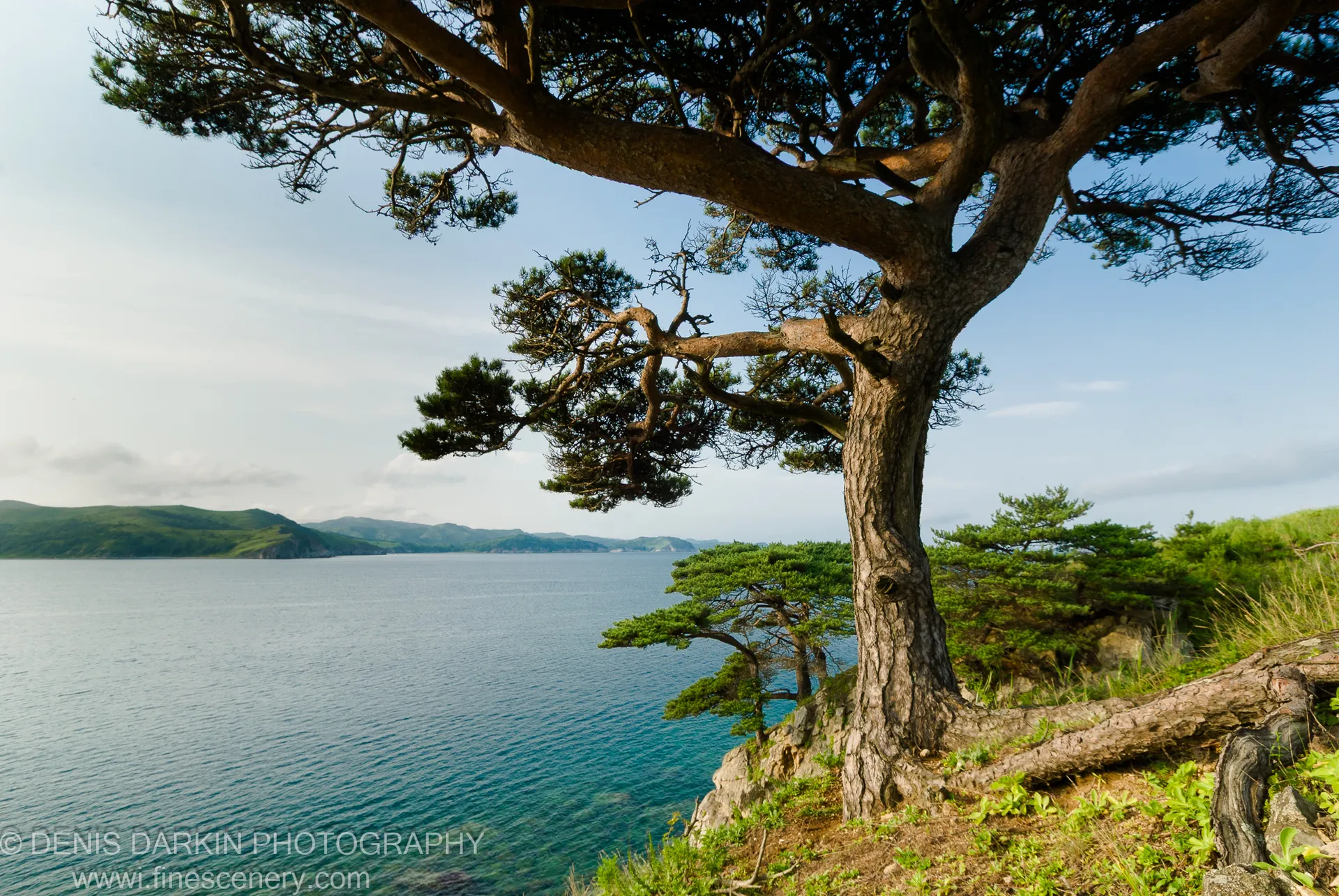 A mature pine with sprawling branches roots into a rocky cliff edge above the calm waters of Vityaz Bay, summer 2007.