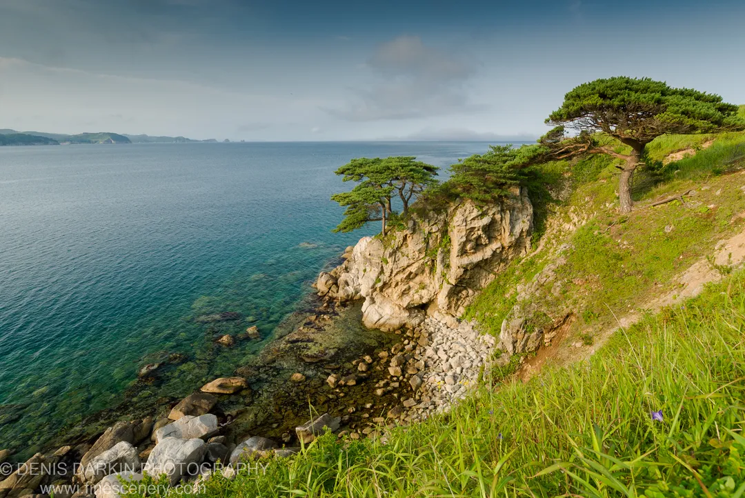 Hardy pine trees cling to a grassy cliff edge above the turquoise water of Far East Marine Reserve, Primorsky Krai, Russia.