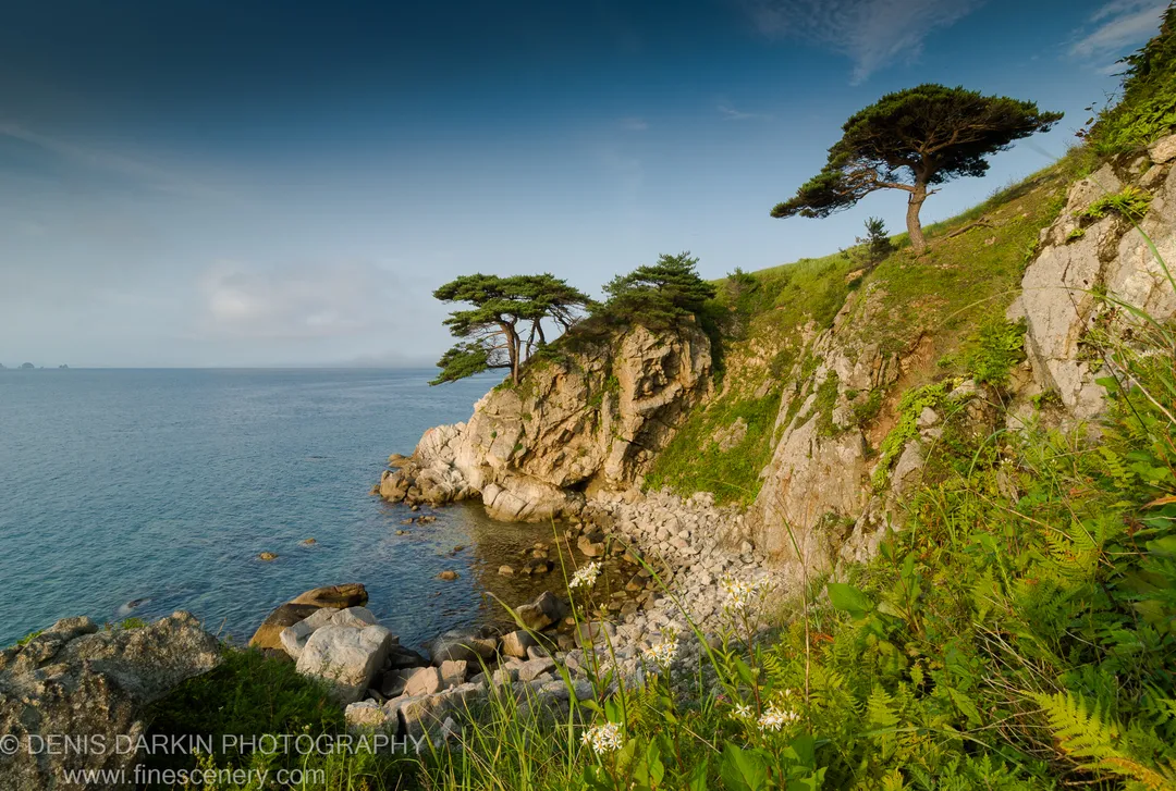 White wildflowers and ferns border a limestone cliff edge above the calm sea at Far East Marine Reserve, Russia, at golden hour.