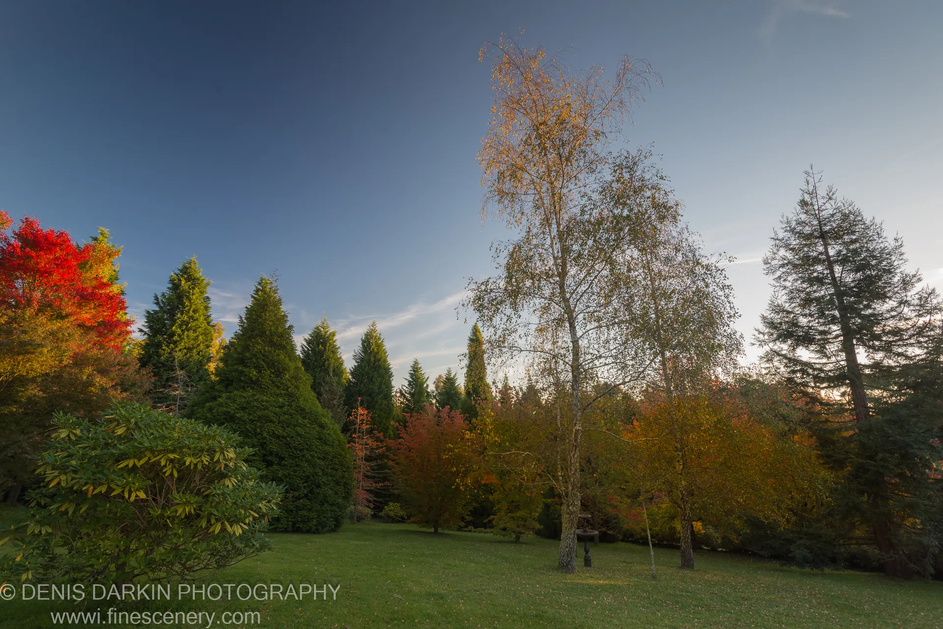 A manicured garden at Mount Wilson with red maples and birch trees in late-autumn colour, Blue Mountains, New South Wales.