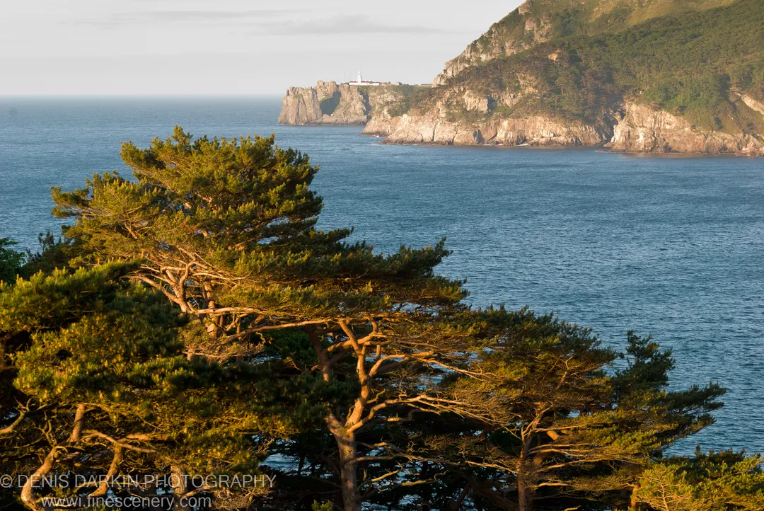 Pine branches catch morning light at Gamov Peninsula, a white lighthouse on the rocky headland visible above the calm blue sea.