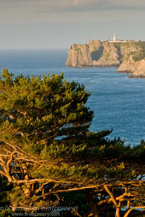 Sunlit pine needles in the foreground, with rugged sea cliffs and a white lighthouse against the blue ocean at Gamov Peninsula.