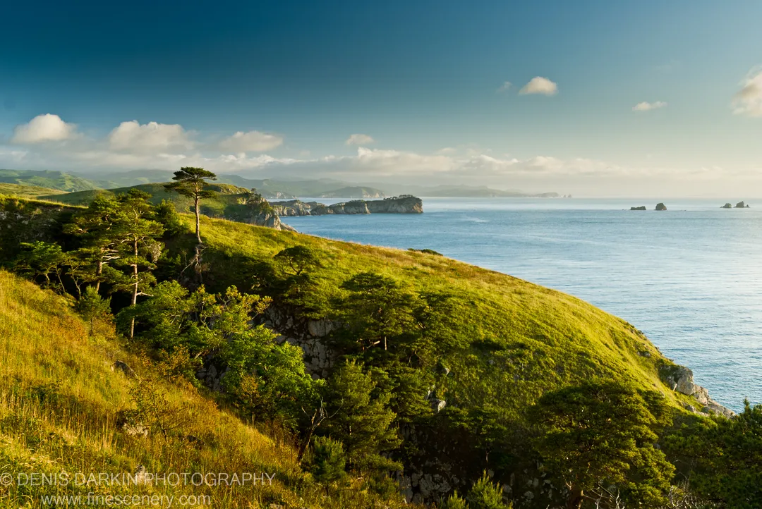 A grassy headland curves toward a calm azure bay on the Gamov Peninsula coast, with scattered pines clinging to rocky slopes.