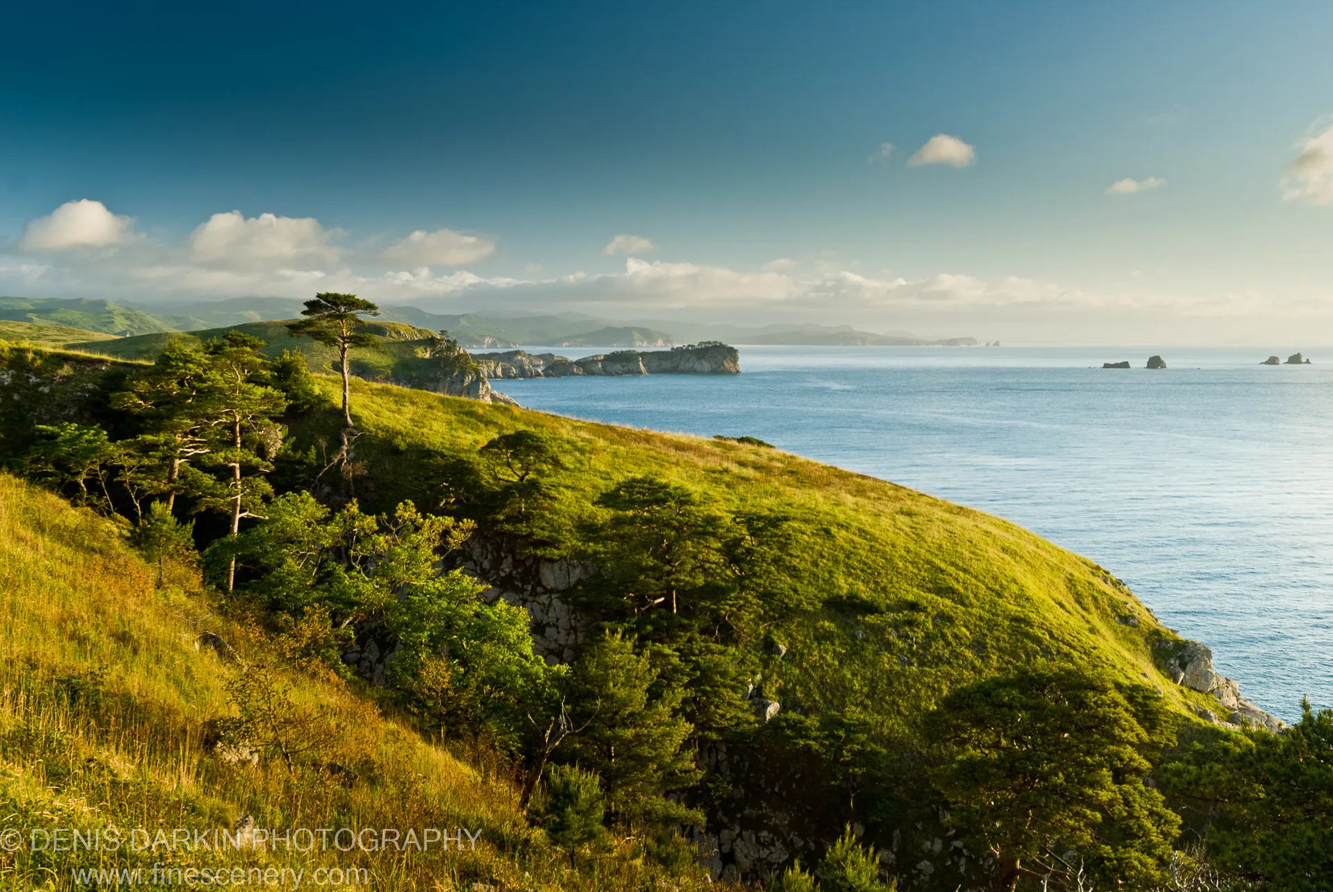 A grassy headland curves toward a calm azure bay on the Gamov Peninsula coast, with scattered pines clinging to rocky slopes.