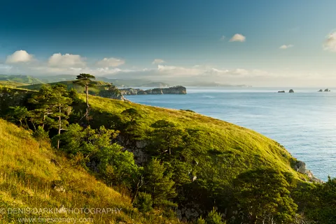 A grassy headland curves toward a calm azure bay on the Gamov Peninsula coast, with scattered pines clinging to rocky slopes.