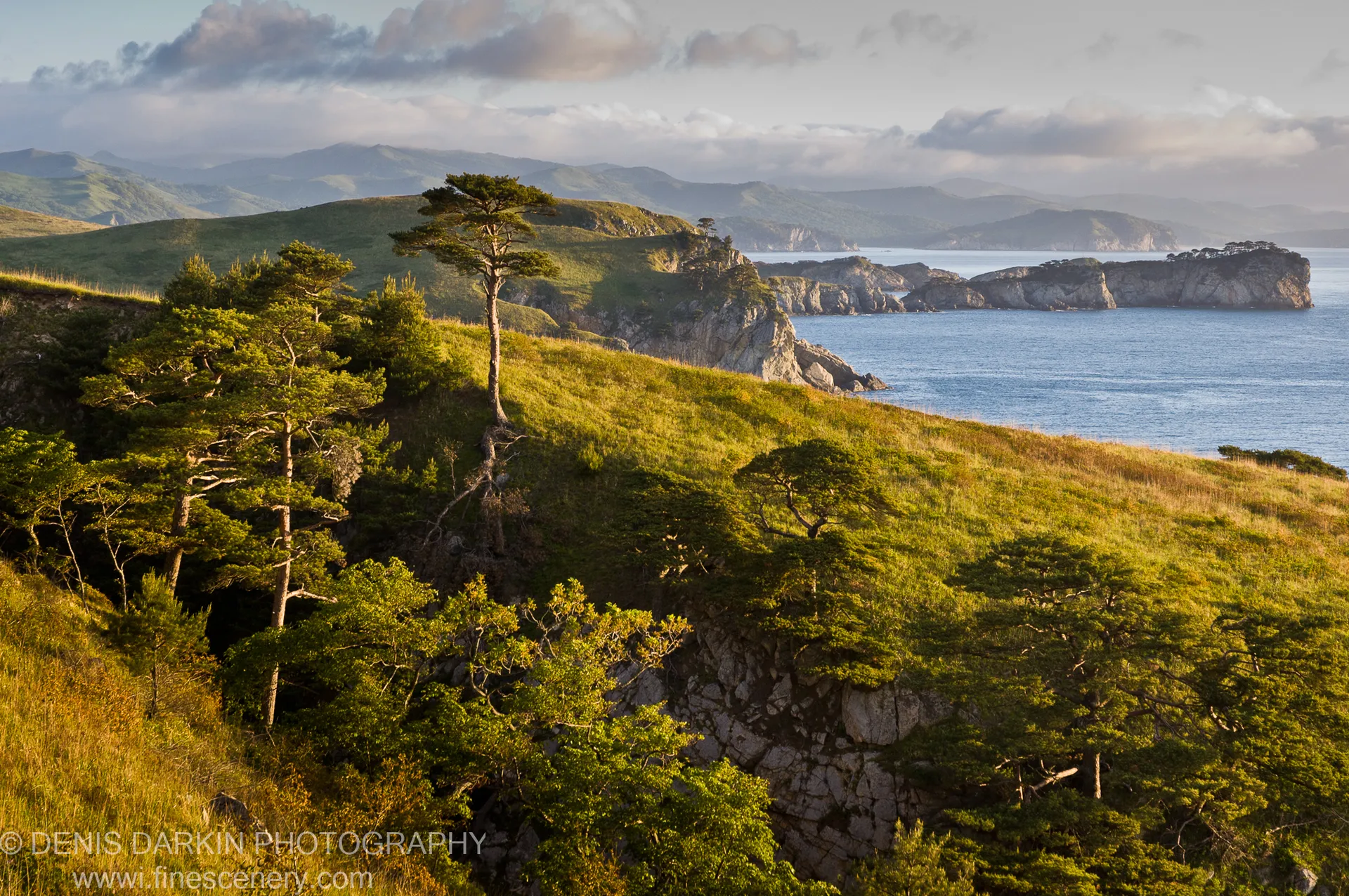 A solitary pine stands on a grassy ridge at Vityaz Bay, overlooking rugged coastal rock formations and distant rolling hills under scattered clouds.