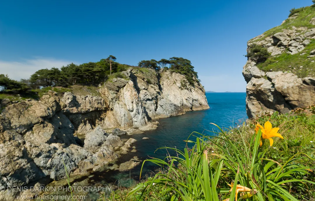 Yellow daylilies and green foliage at the foot of limestone cliffs at Gamov Peninsula, a deep blue inlet visible below.