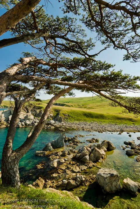 A gnarled pine tree with sprawling branches at Gamov Peninsula, turquoise water and rocky shoreline below, rolling green hills and blue sky beyond.
