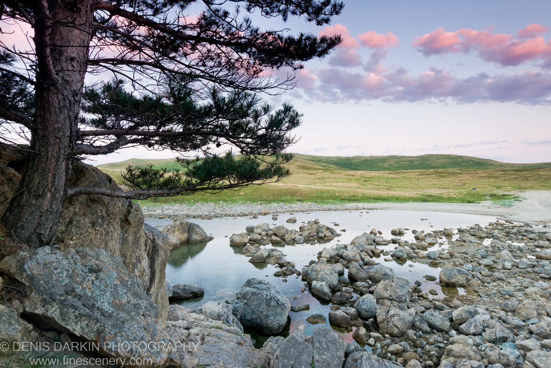 A gnarled pine silhouetted against pink dawn clouds above grey boulders and calm reflective water at Vityaz Bay, Far East.
