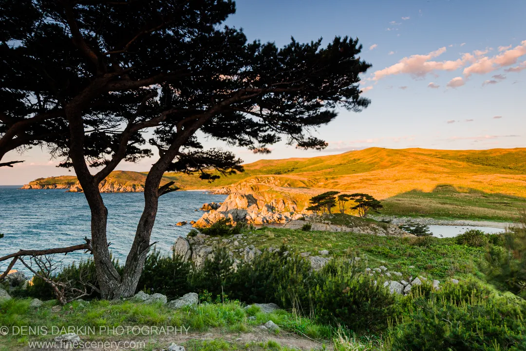 Dark pine in the foreground to the left, beyond which rocky headlands extend into deep blue water, Vityaz Bay.