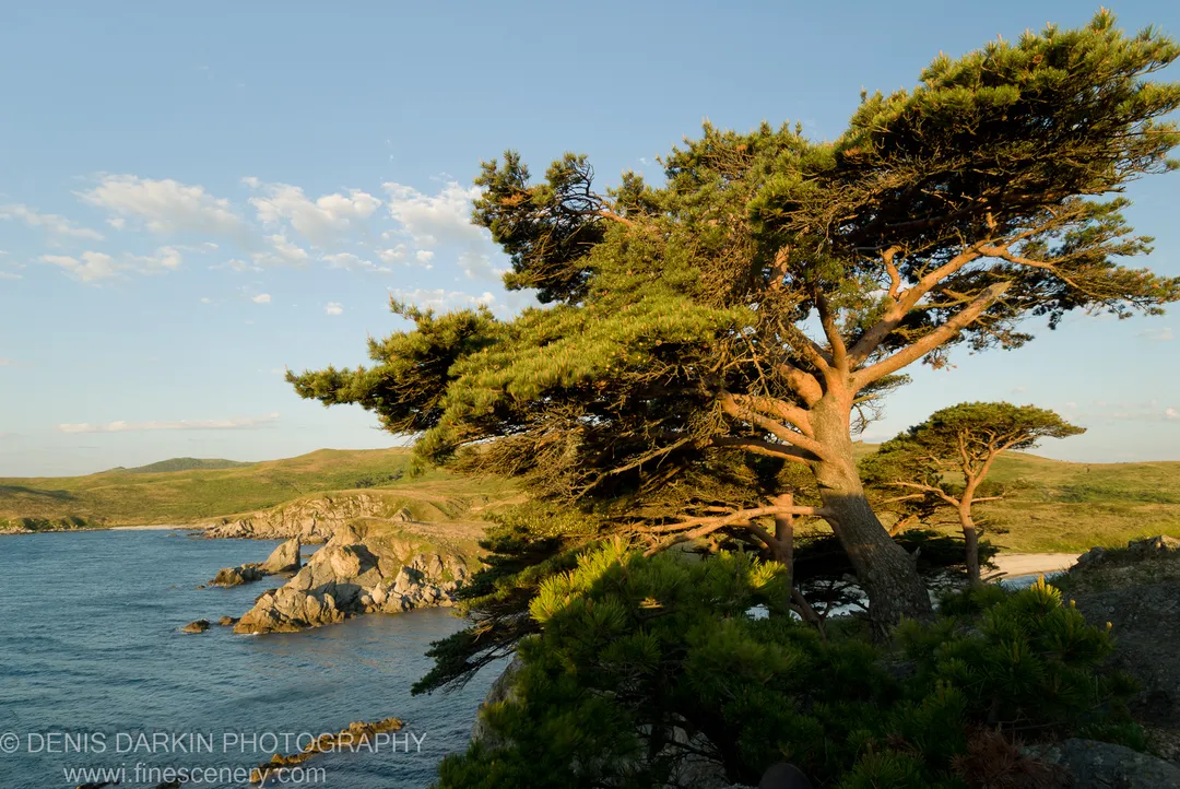 A pine tree leans over the rocky Vityaz Bay shoreline in morning light, its needle-filled branches above deep blue water and jagged coastal formations.