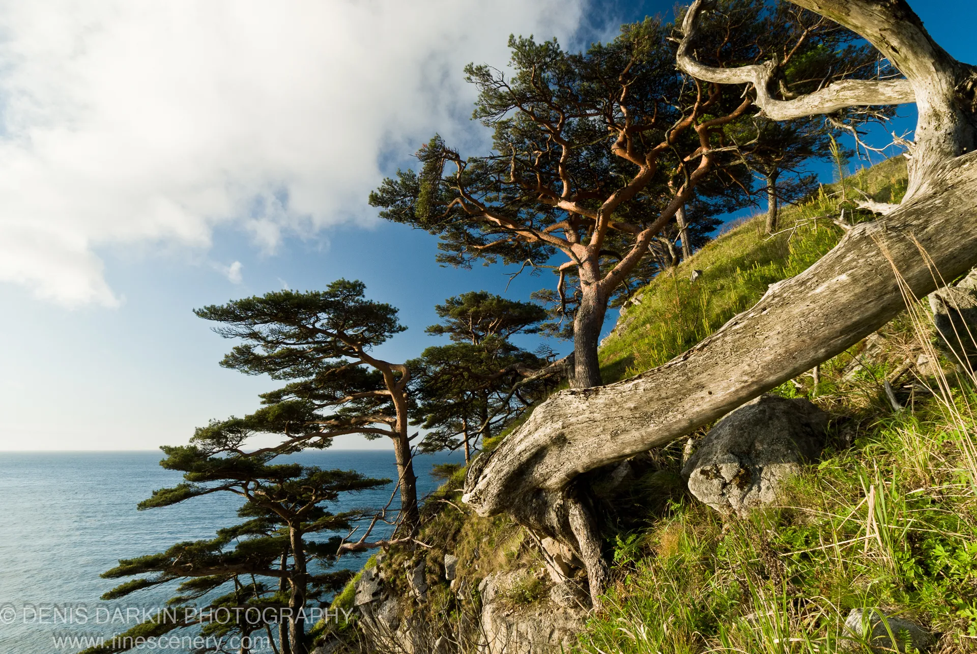 A weathered log lies diagonally across the cliff top at Vityaz Bay, with reddish-bark pines behind it and billowing summer clouds above the open sea.