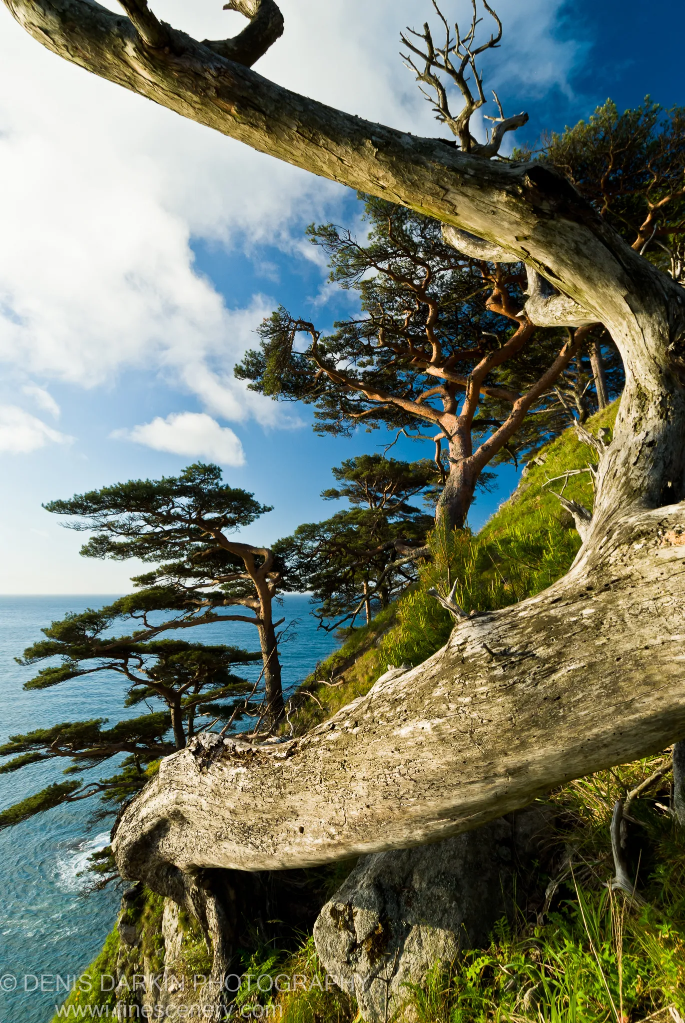 A massive bleached tree trunk lies across a coastal cliff edge at Vityaz Bay, with slender twisted pines and the open sea visible beyond.