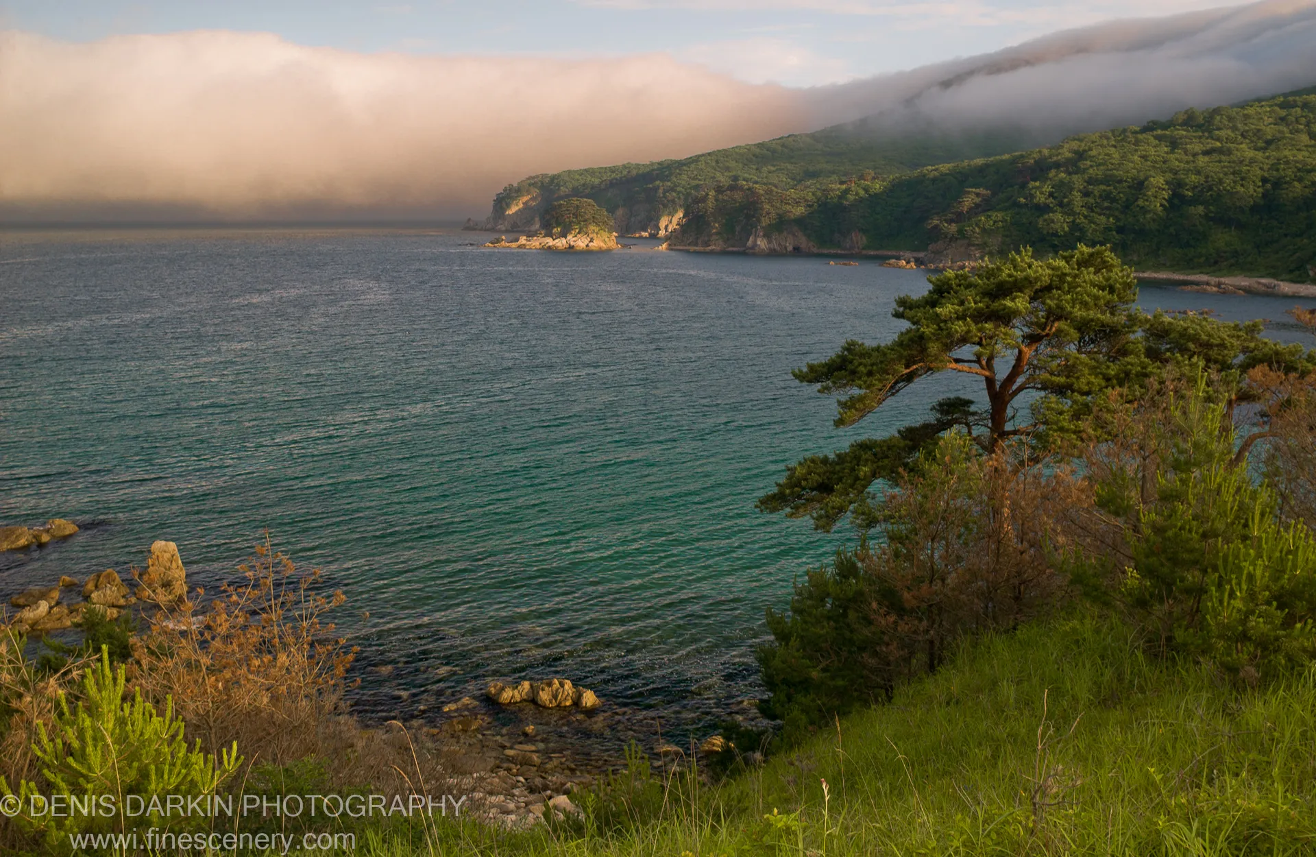 A windswept pine tree grows from the rocky shoreline at Telyakovskogo Bay, with low clouds over calm water in the background.