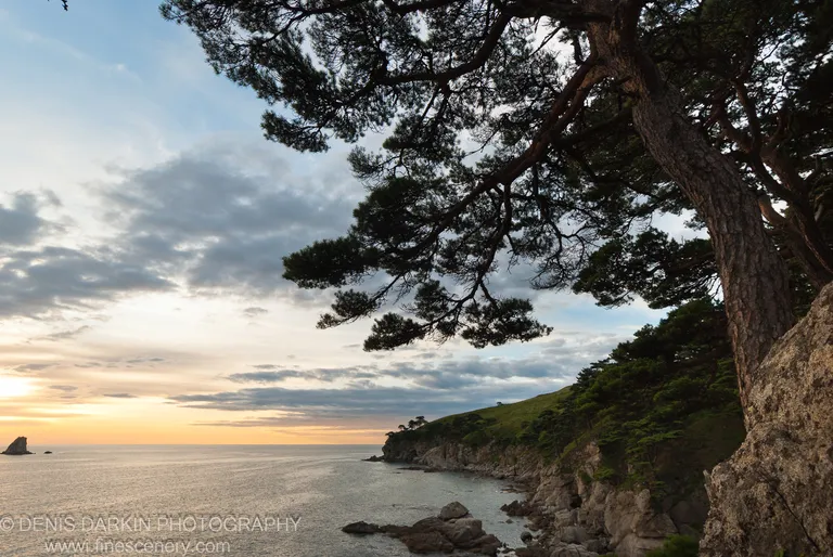 Pines