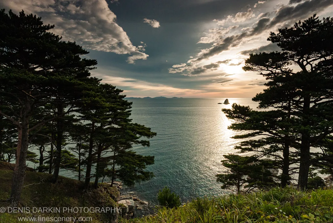 Dark pines on a grassy slope overlook a calm sea at Gamov Peninsula, with a solitary rock stack catching light under a partly cloudy morning sky.