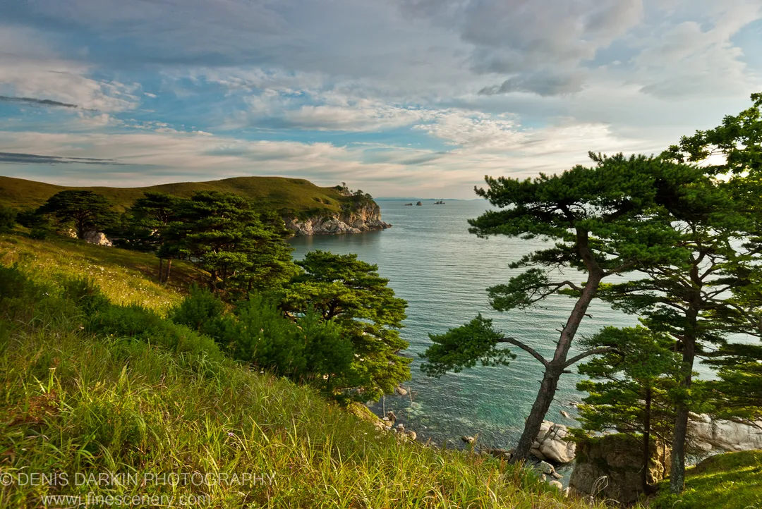 A wind-shaped pine stands on a grassy headland at Gamov Cape, with golden morning light on the foreground and deep blue water beyond.