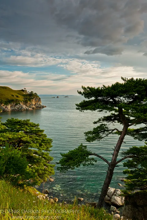 Pine branches overlook a rugged bay at Gamov Peninsula where a grassy headland and limestone cliffs rise above turquoise water under heavy grey cloud.