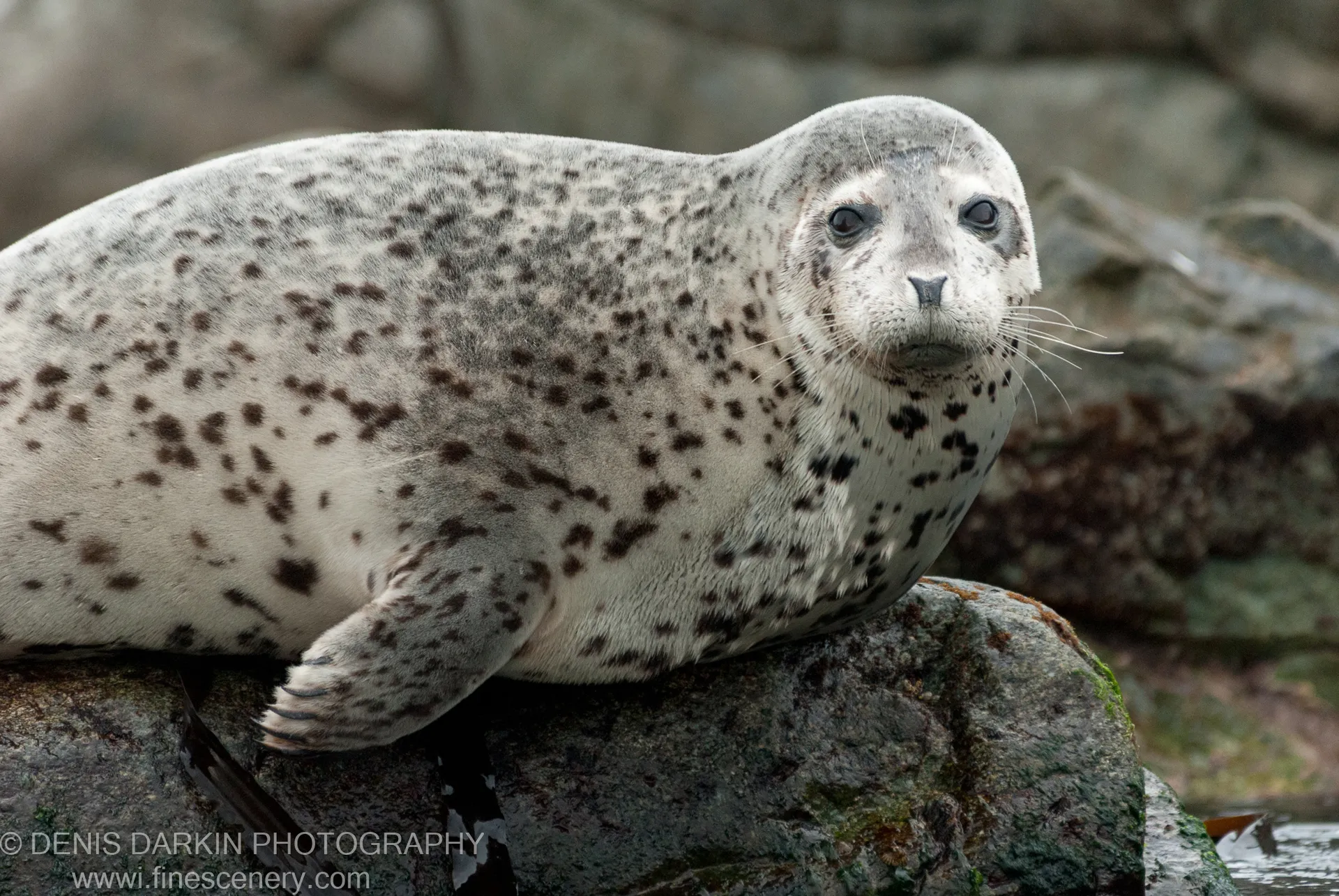 A spotted seal rests on a wet moss-covered rock at Gamov Cape, its dark eyes meeting the viewer directly.