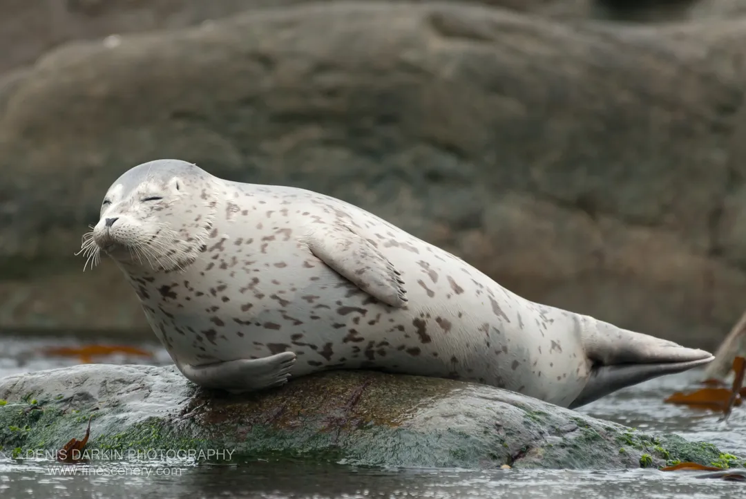 A harbor seal rests with eyes closed on a wet, algae-covered rock along the Far East Marine Reserve shore.