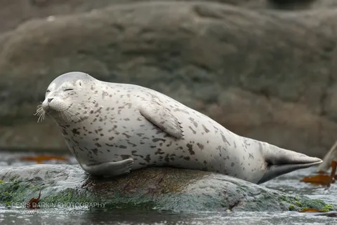 A harbor seal rests with eyes closed on a wet, algae-covered rock along the Far East Marine Reserve shore.