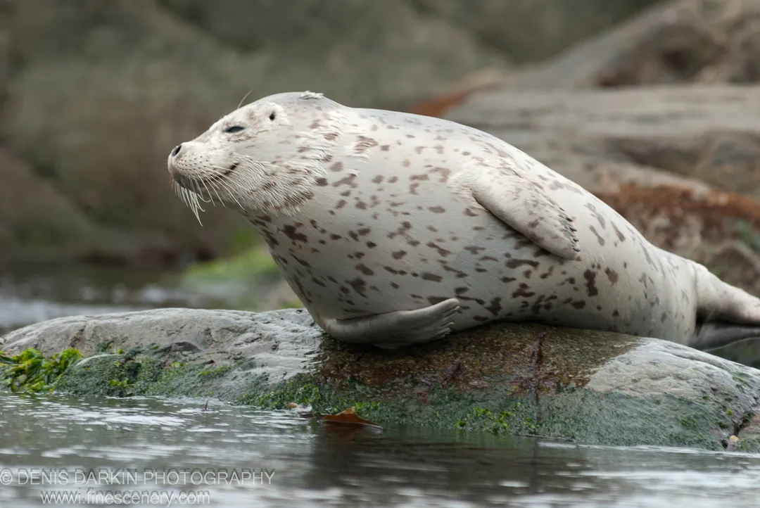 A spotted seal rests on a moss-covered rock along the shore at Gamov Peninsula, its head raised above the algae-covered stone.