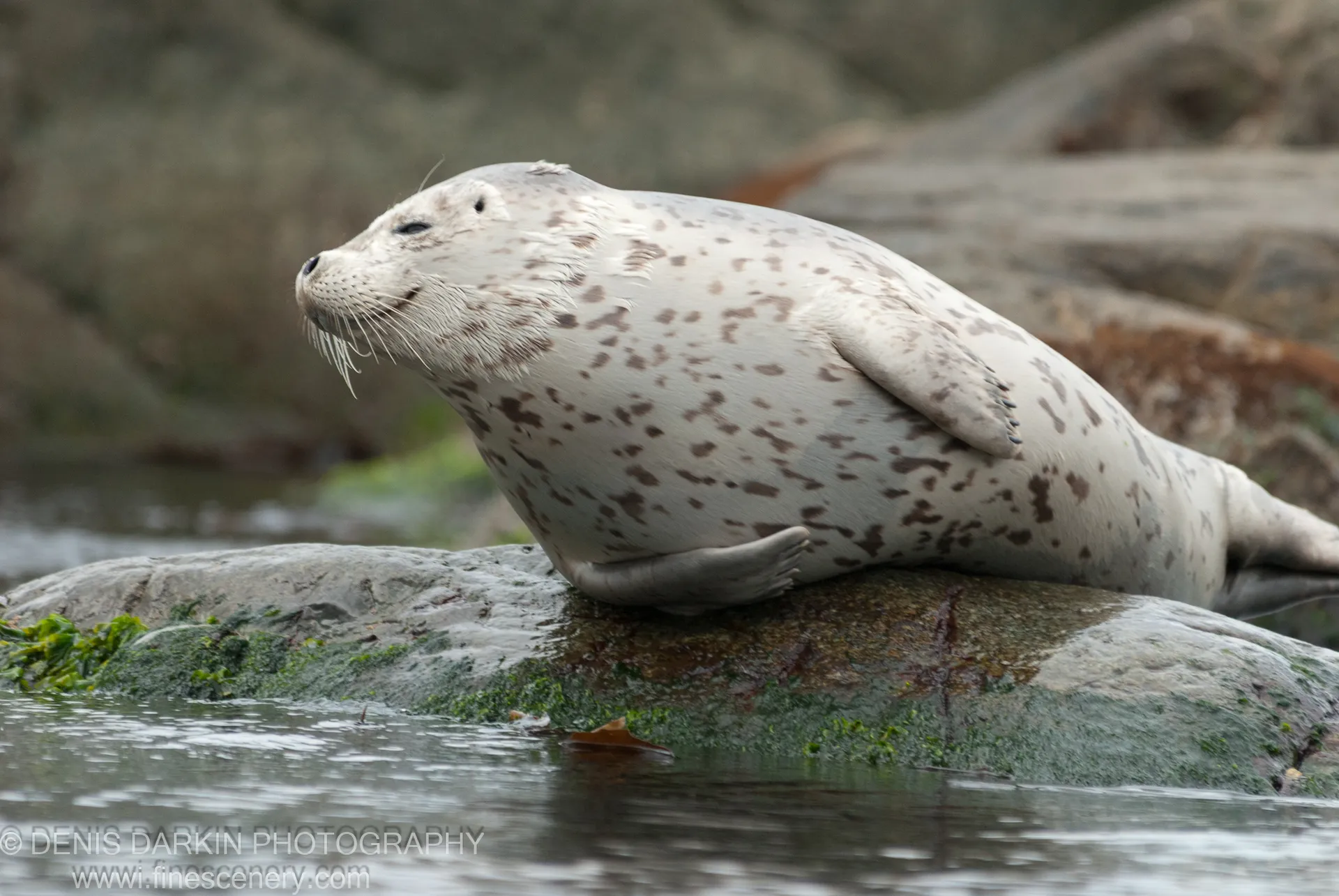 A spotted seal rests on a moss-covered rock along the shore at Gamov Peninsula, its head raised above the algae-covered stone.