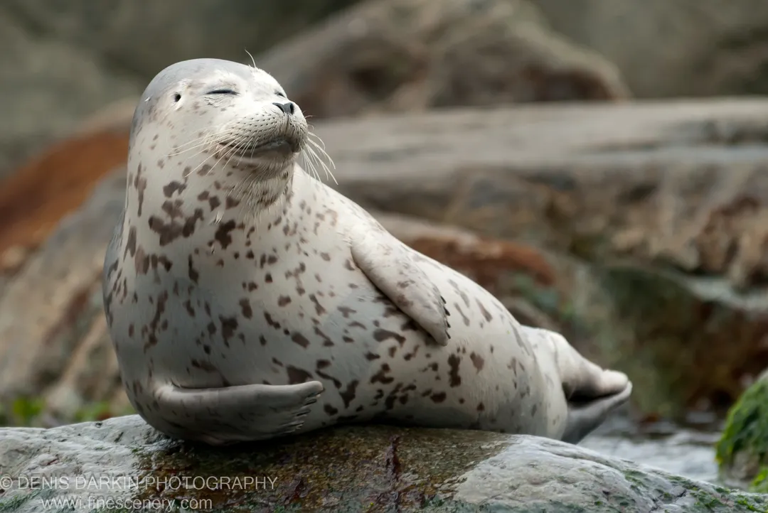 A spotted harbor seal rests on a wet rock with eyes closed, its whiskers and fur texture visible against blurred coastal boulders.