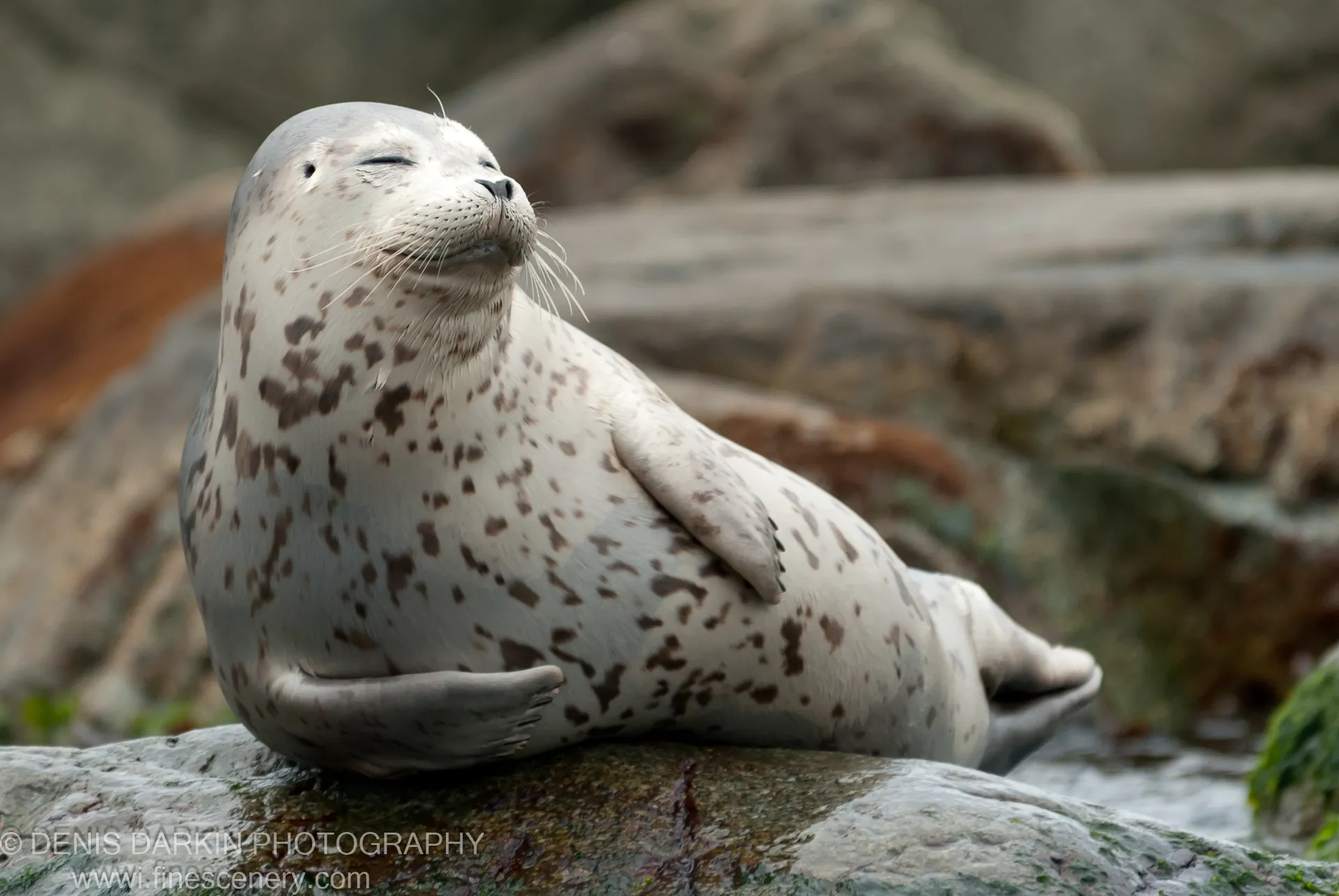 A spotted harbor seal rests on a wet rock with eyes closed, its whiskers and fur texture visible against blurred coastal boulders.