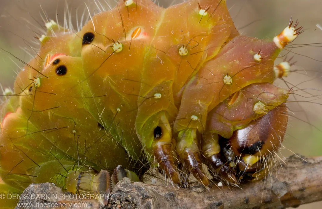 Close-up of a large caterpillar on rough bark, its translucent skin showing amber and green tones with fine white bristles.