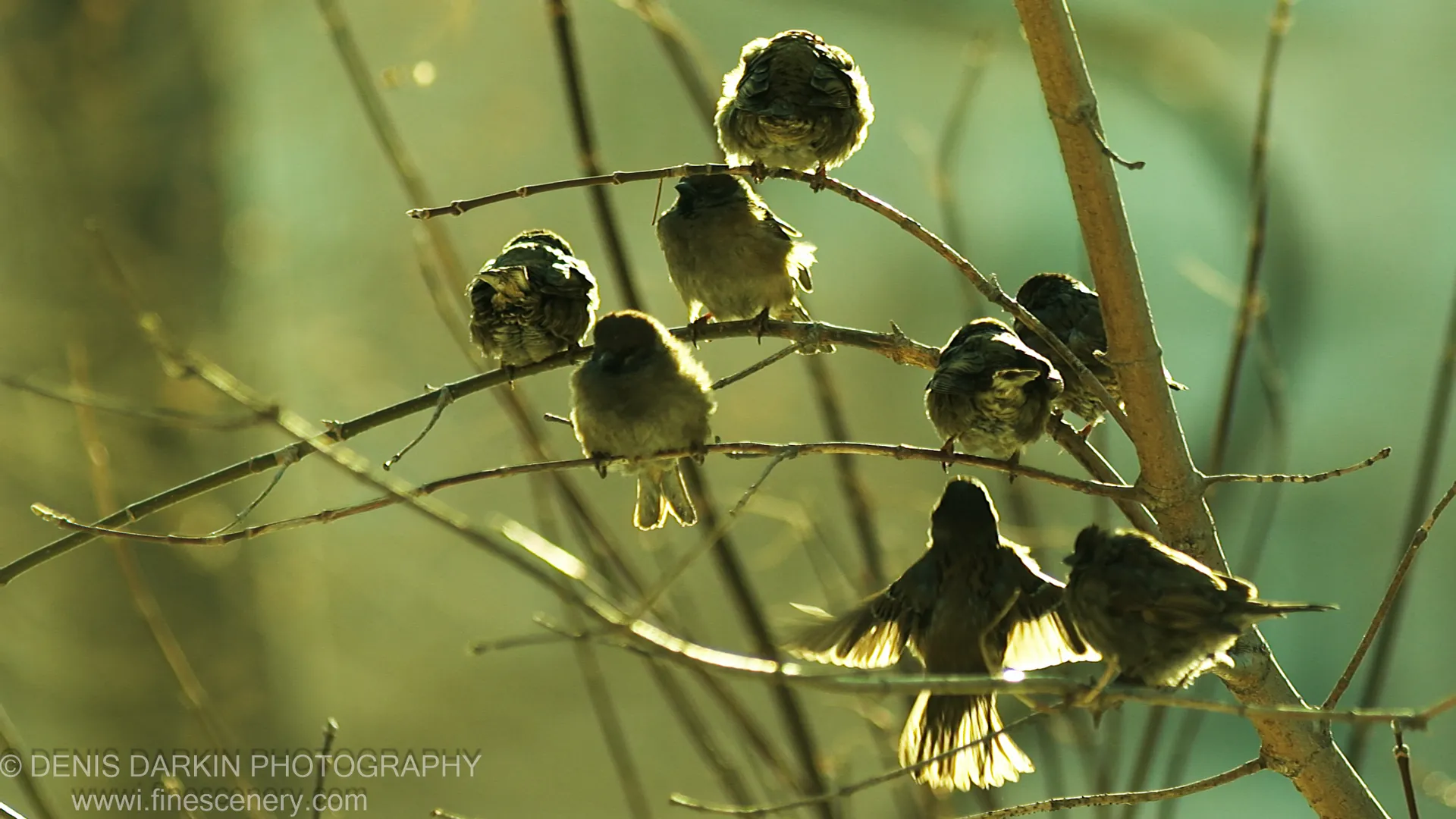 A small flock of sparrows perches on slender bare branches in warm afternoon light, one bird caught mid-wing-flap against a blurred green background.