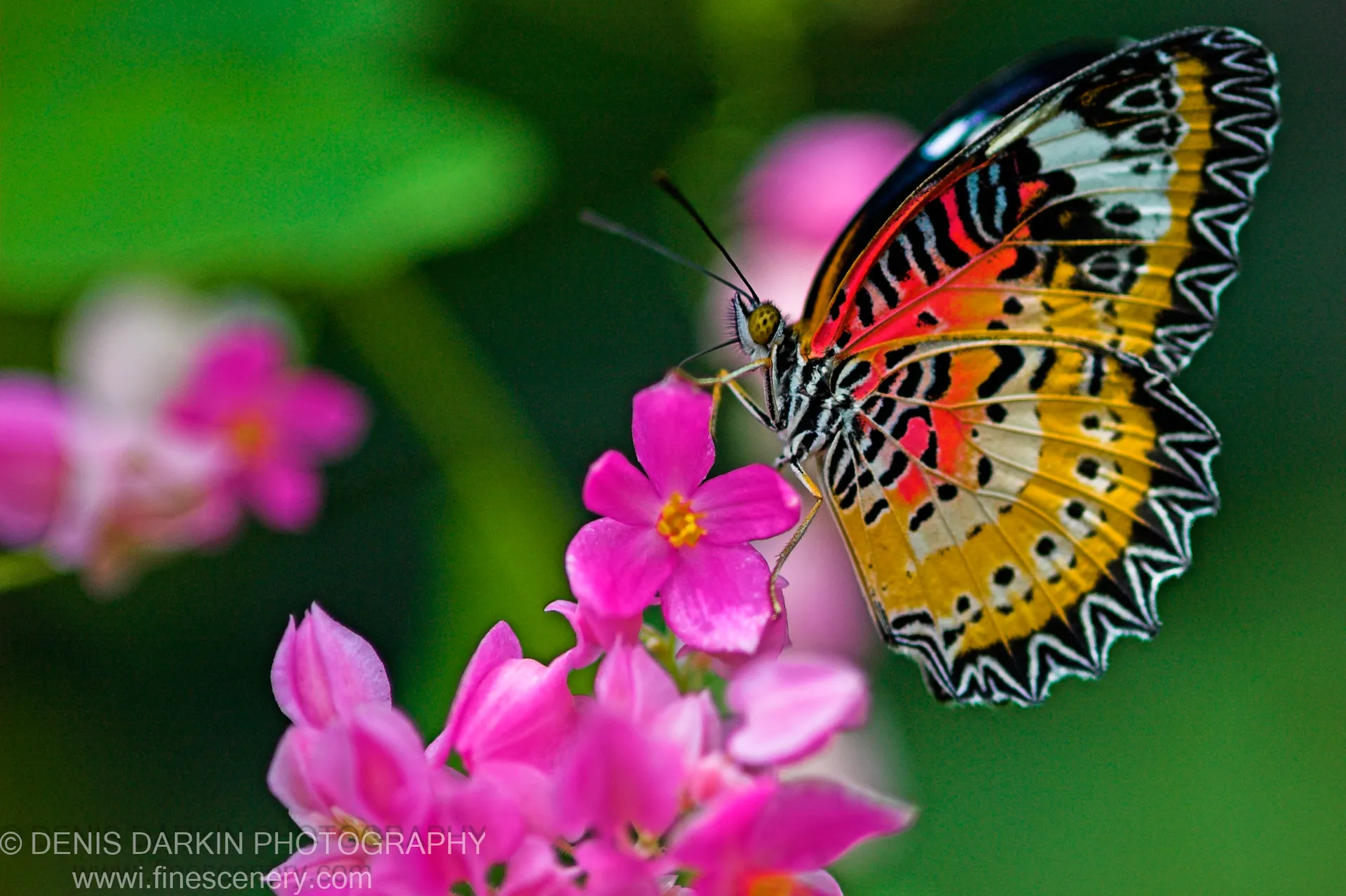 A lacewing butterfly with scalloped black-and-white wing edges rests on a cluster of bright pink flowers against a soft bokeh background.