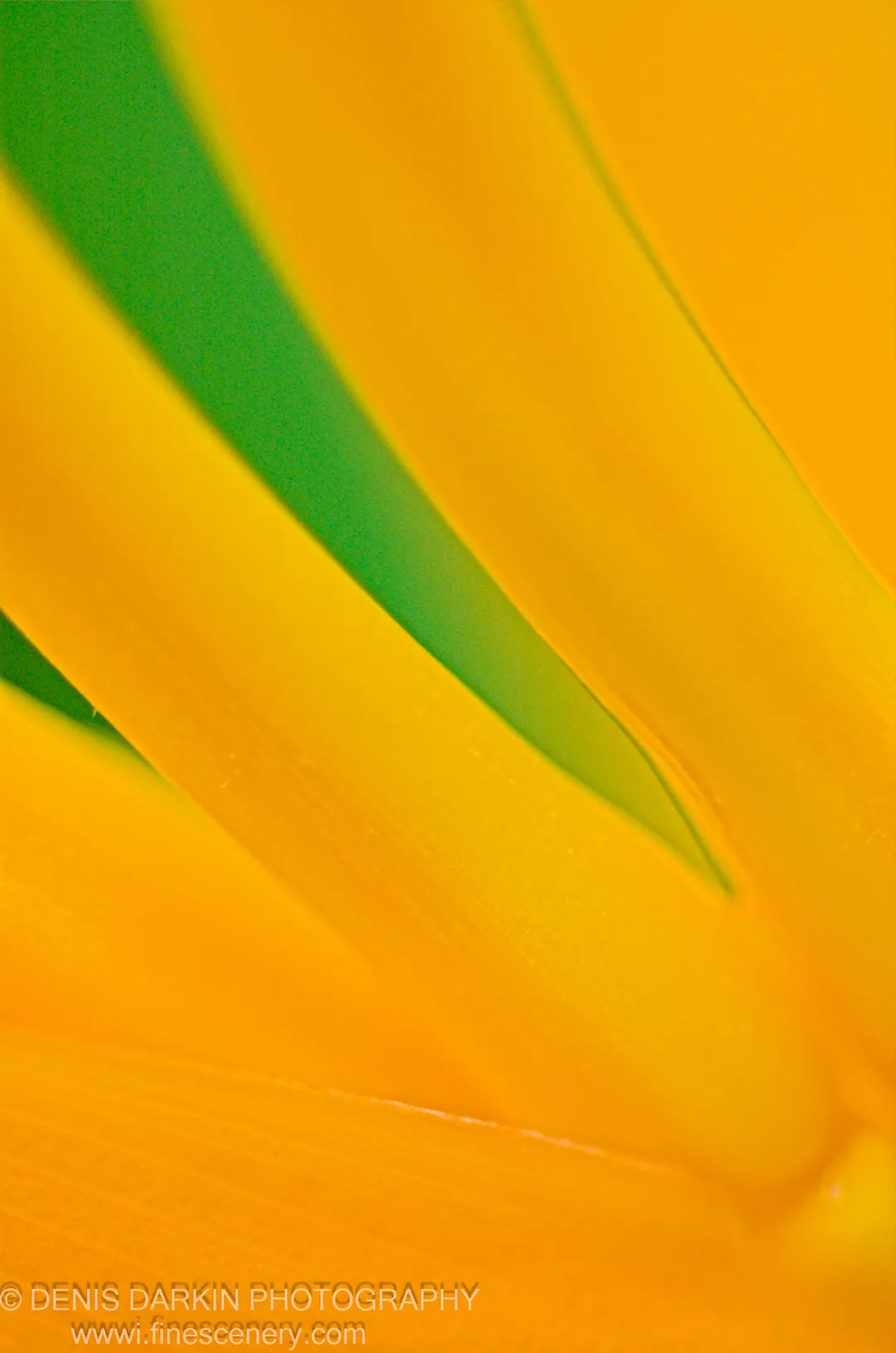 Close-up of bright yellow flower petals photographed in Thailand, showing waxy texture and a subtle diagonal composition.