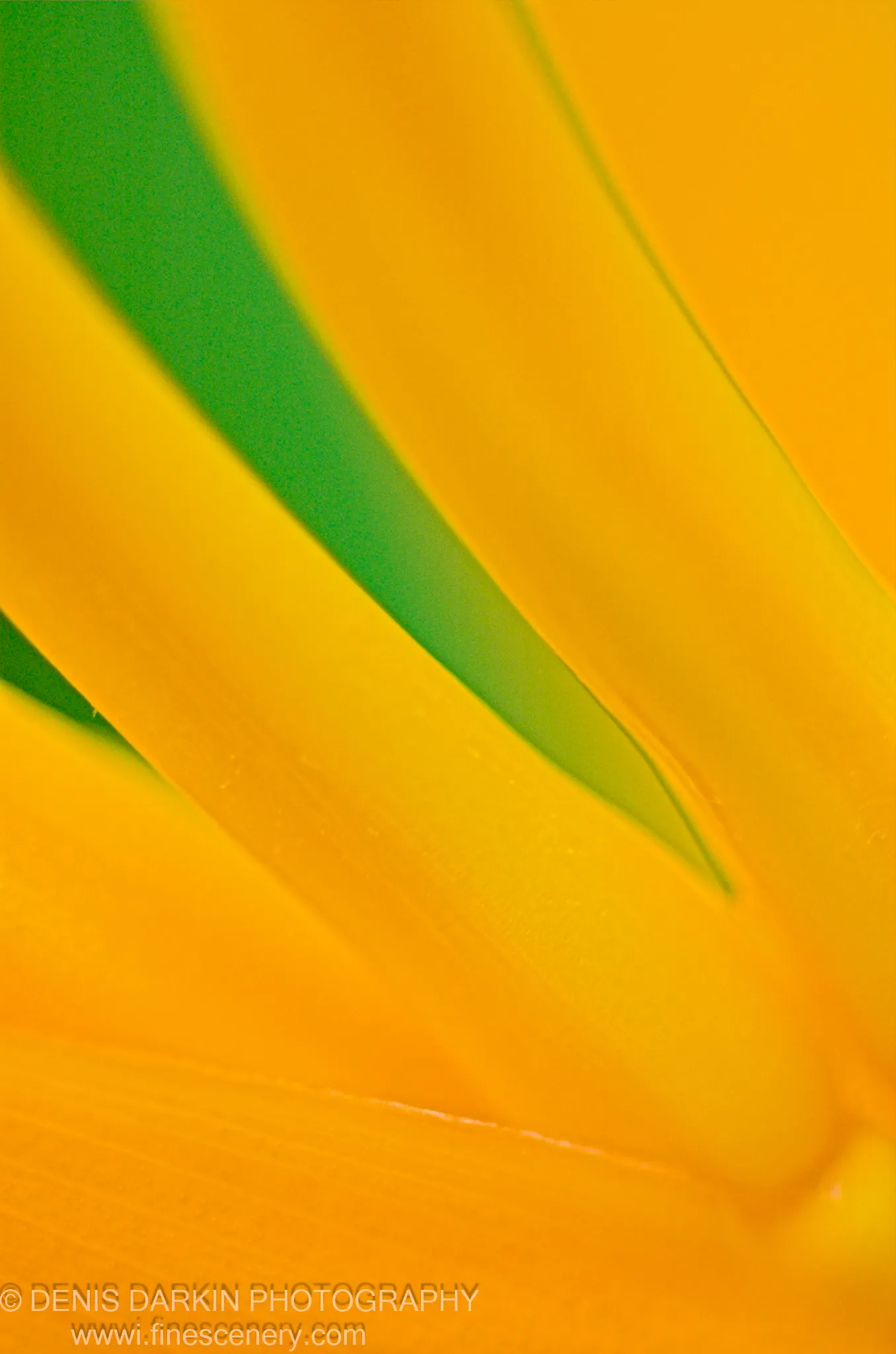 Close-up of bright yellow flower petals photographed in Thailand, showing waxy texture and a subtle diagonal composition.