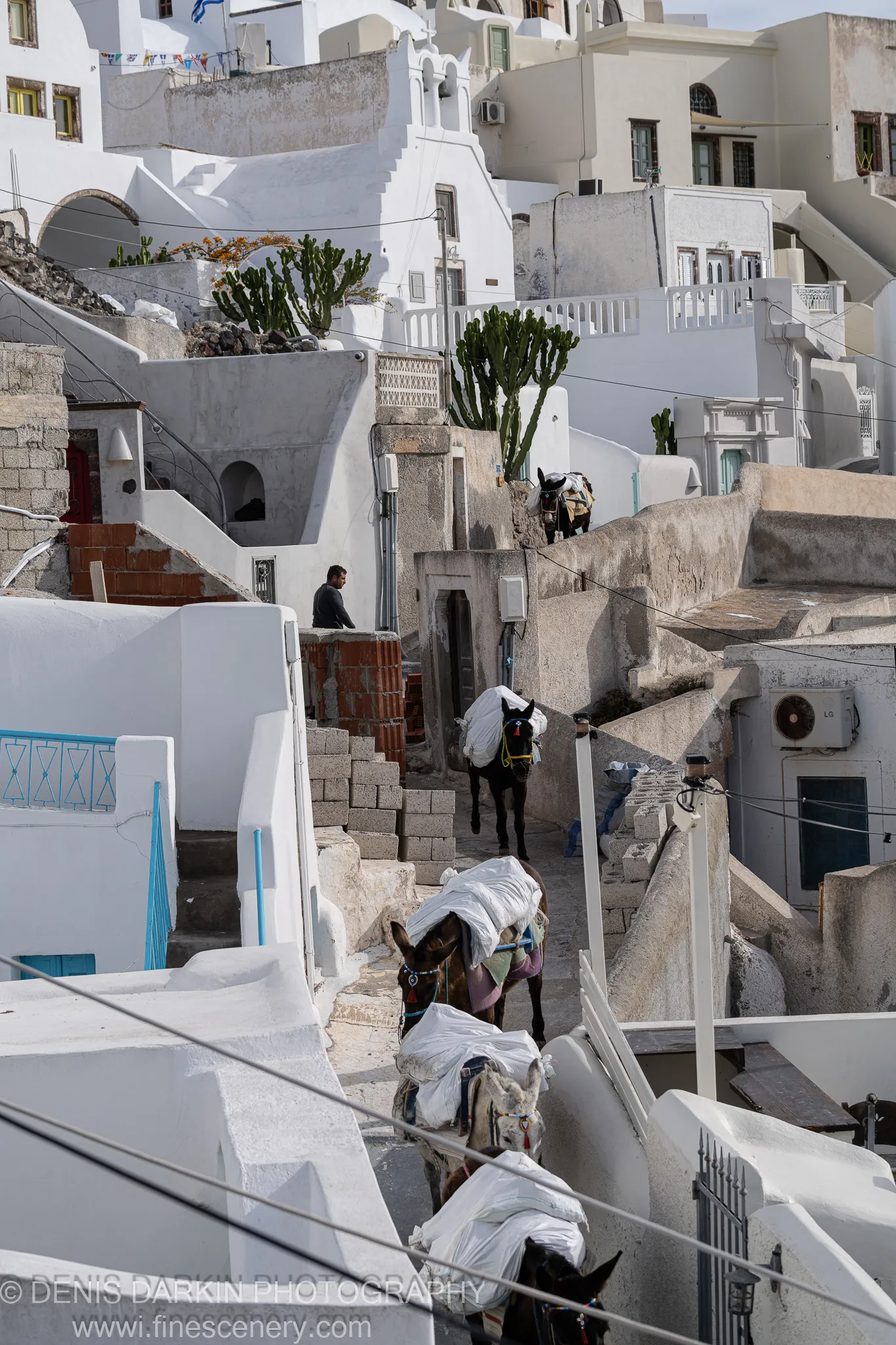 Pack donkeys laden with white sacks ascend a steep stone path between sun-lit whitewashed buildings in Santorini.