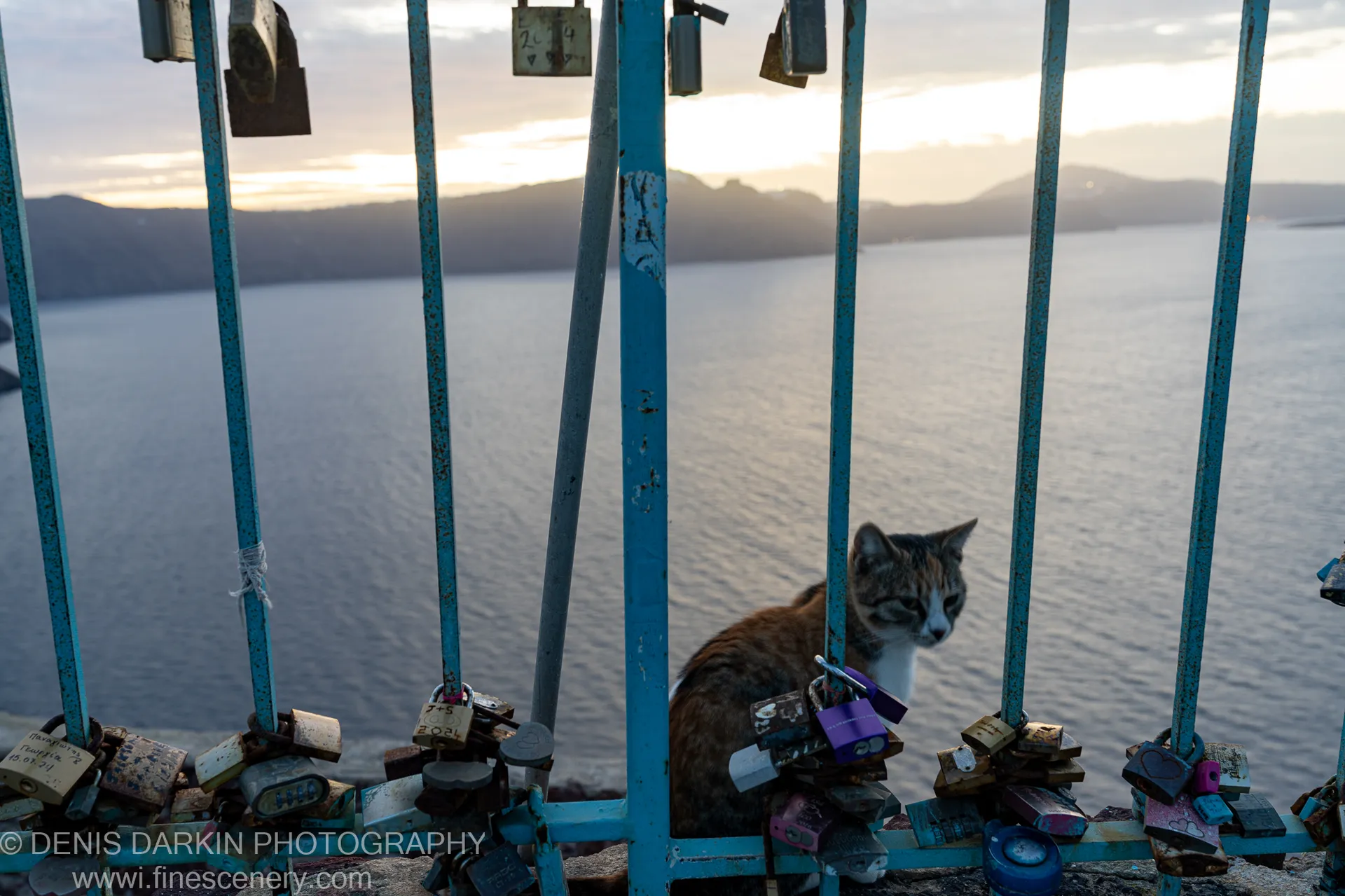 A tabby cat sits behind a weathered blue railing covered in rusted padlocks, gazing toward the calm caldera waters at dawn on Santorini.