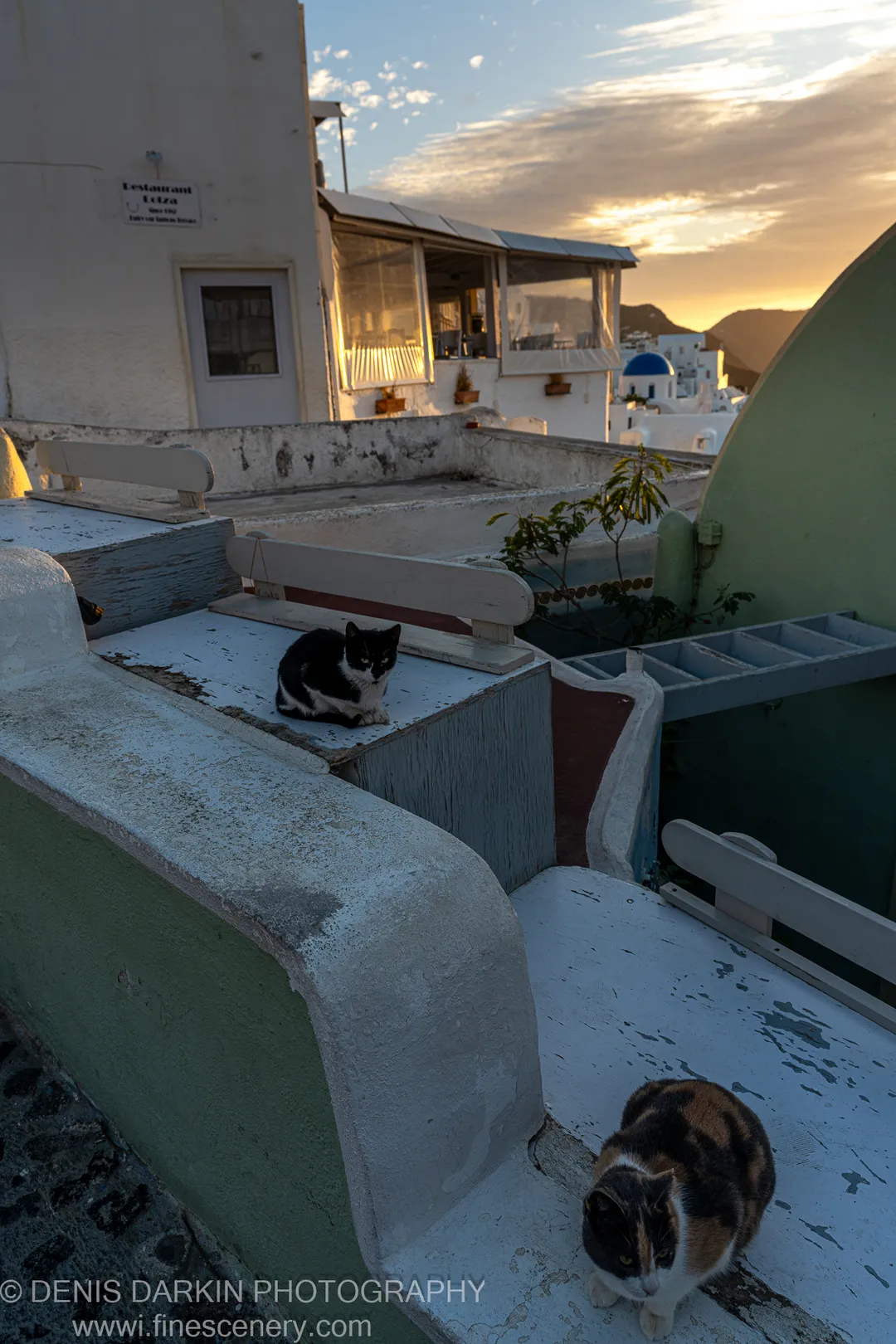 A black-and-white cat and a calico cat rest on weathered terrace benches above the Santorini caldera at dawn, December 2024.