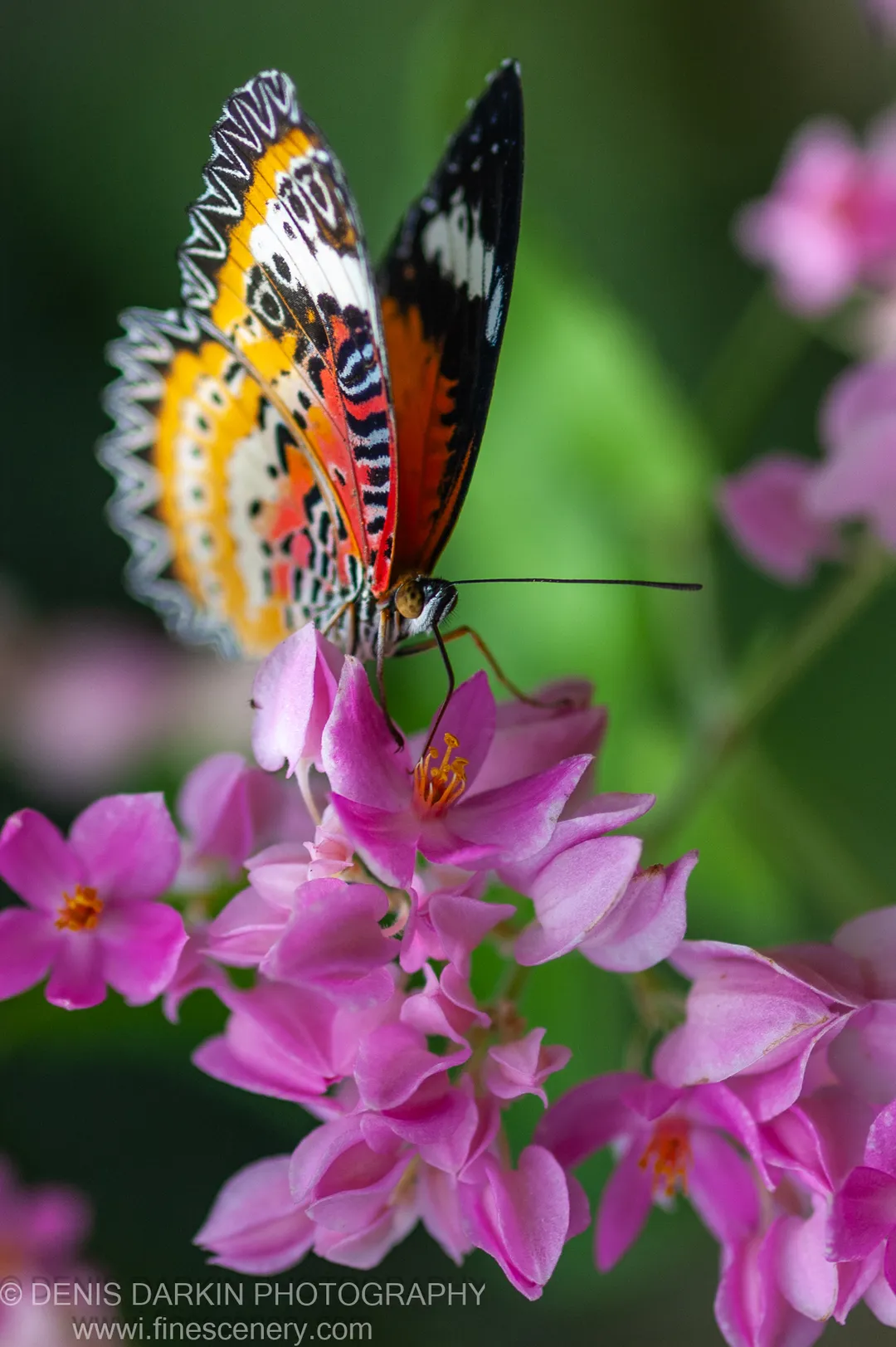 A lacewing rests on pink flowers in a Thai garden, wing scales and antennae in sharp focus against a smooth emerald green background.