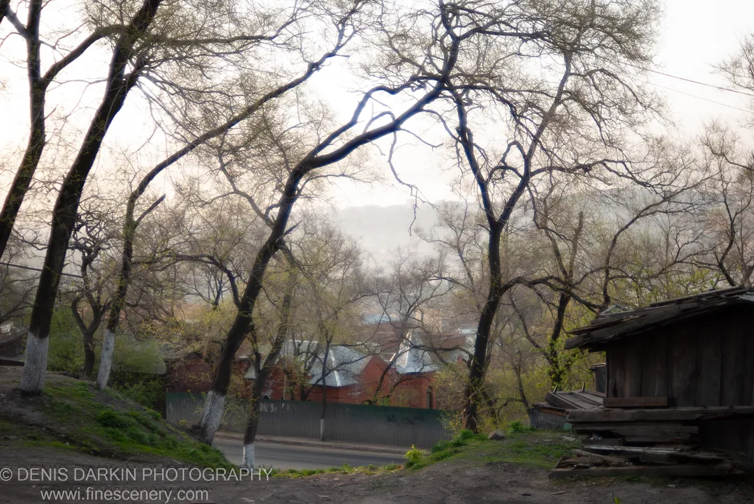 Gnarled dark branches and white-painted tree trunks fill the foreground before a misty hillside of red brick buildings in Vladivostok.