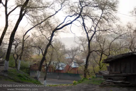 Gnarled dark branches and white-painted tree trunks fill the foreground before a misty hillside of red brick buildings in Vladivostok.