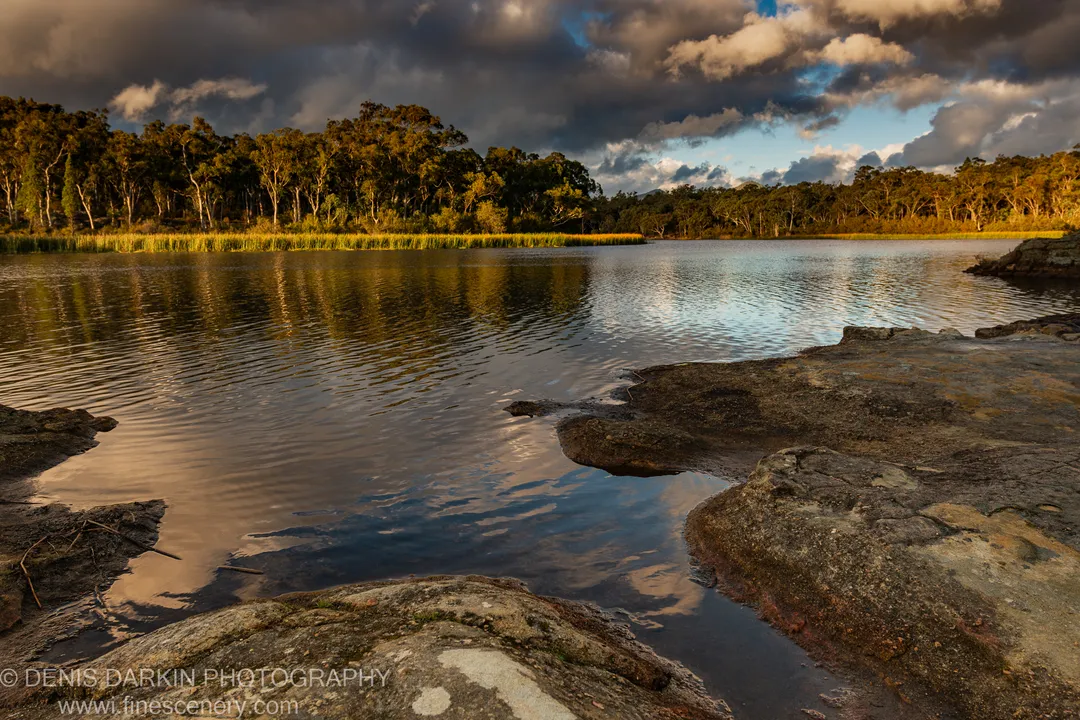 Moss-streaked rocks line the water's edge at Dunns Swamp, with reeds and a sunlit eucalyptus treeline reflected in the calm lake.