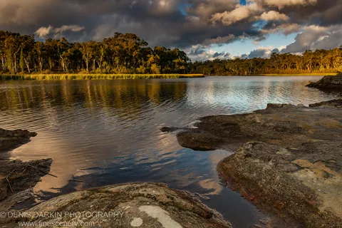 Moss-streaked rocks line the water's edge at Dunns Swamp, with reeds and a sunlit eucalyptus treeline reflected in the calm lake.